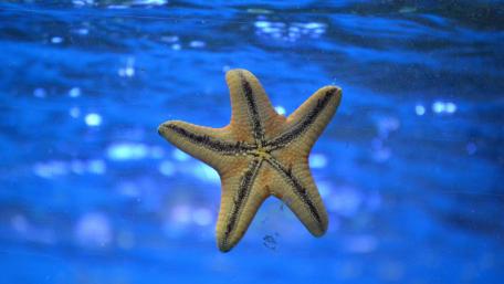 Starfish wallpaper