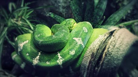 Piton wallpaper