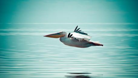Flying Pelican wallpaper