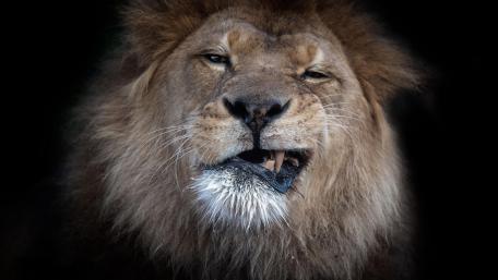 Majestic Lion in a Moment of Roar wallpaper