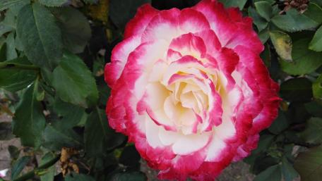 Vibrant Two-Toned Rose Blossom Wallpaper wallpaper