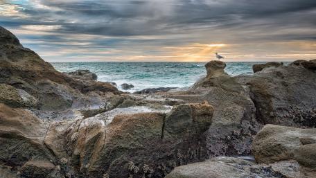 Seagull on a rock wallpaper