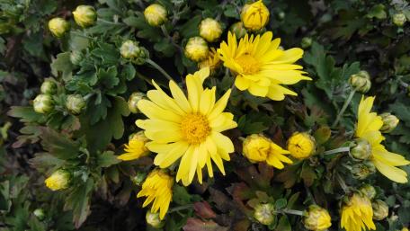 Bright Yellow Blooms Among Fresh Buds for Your Space wallpaper