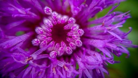 Wild Flowers - Sri Lanka wallpaper
