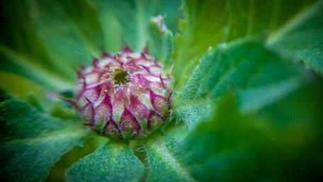 Wild Flower Blossom - Sri Lanka wallpaper