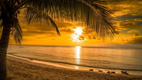 Sunset Serenity by the Palm-lined Shore wallpaper