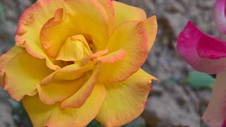 Yellow rose wallpaper