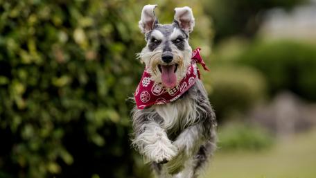 Miniature Schnauzer wallpaper