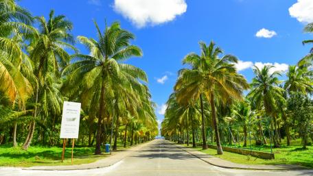 Coconut Trees wallpaper
