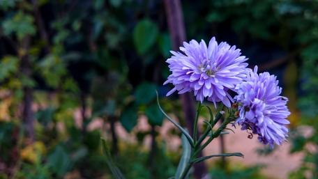 Delicate Purple Blossoms in Nature's Embrace wallpaper