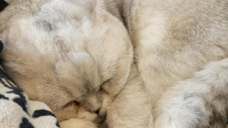Cozy Cat Nap Time wallpaper
