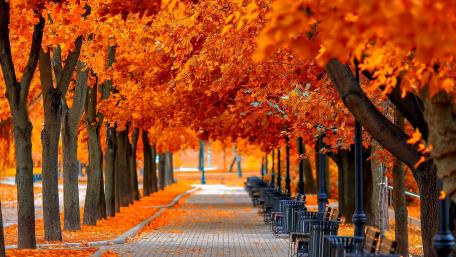 Park at fall wallpaper