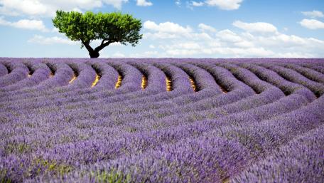 Lavender field wallpaper