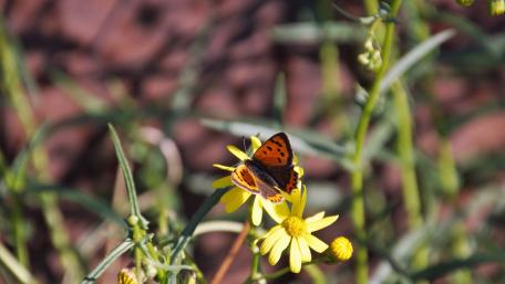 Butterfly in the autumn sun wallpaper