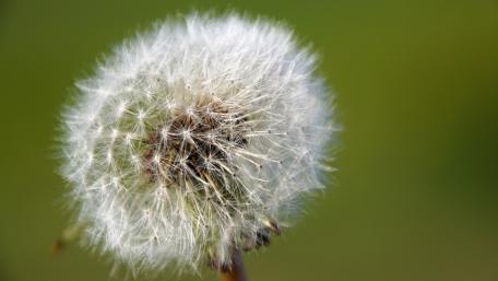 The last dandelion of the year wallpaper