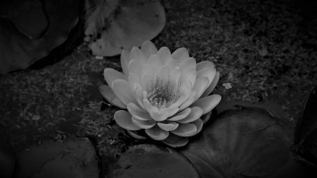 Lotus wallpaper