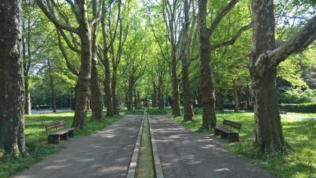 Lush Green Pathway in Nature's Embrace wallpaper