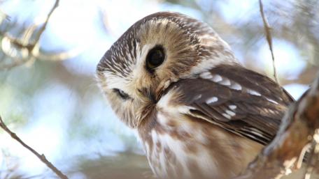 Owlet wallpaper