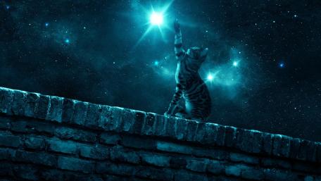 Cat hunting stars wallpaper
