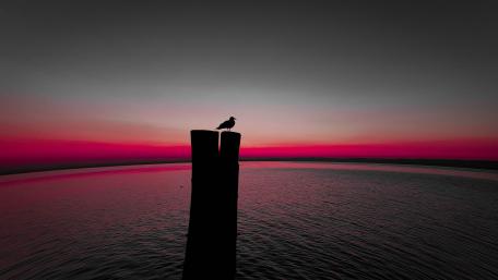 Seagull on a trunk silhouette wallpaper