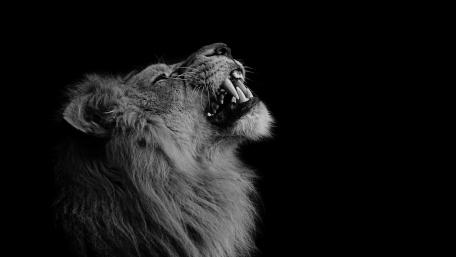 Lion - Monochrome image wallpaper