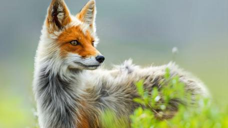 Majestic Fox in Wildflower Habitat wallpaper