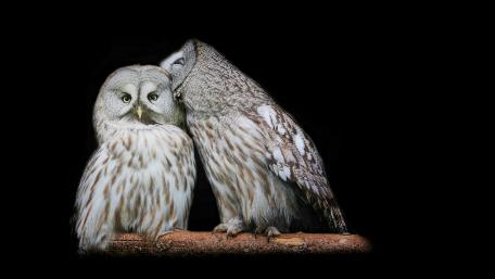 Majestic Owls in Serene Embrace wallpaper