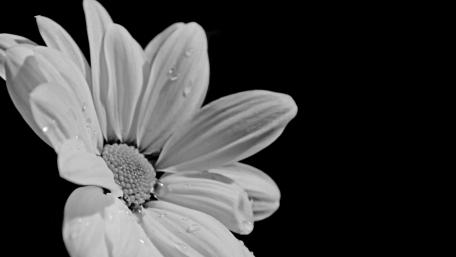 White daisy wallpaper