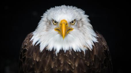 Bald Eagle close up 8K UHD photo wallpaper