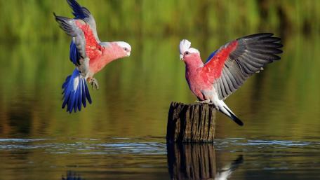 Romantic birds wallpaper