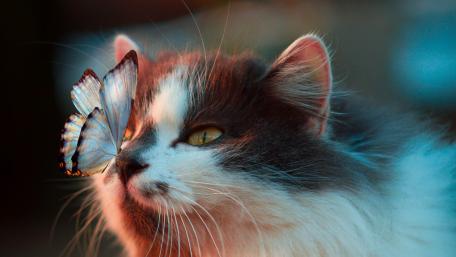 Cat with a butterfly on his nose wallpaper