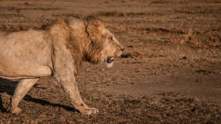 East African lion wallpaper
