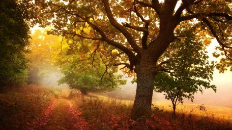 Dirt road at fall wallpaper