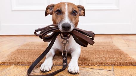 Jack Russell Terrier waiting to walk wallpaper