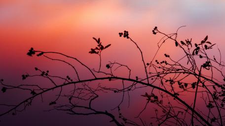 Pink sky wallpaper
