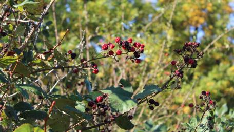 Wildberry wallpaper
