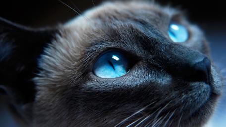 Cat with blue eyes wallpaper
