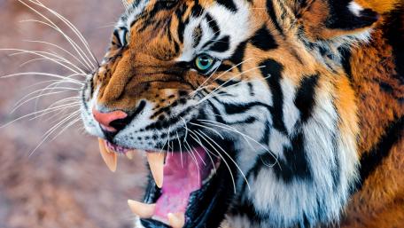 Roaring tiger wallpaper