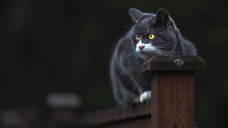 Graceful Chartreux Cat Resting on a Fence wallpaper