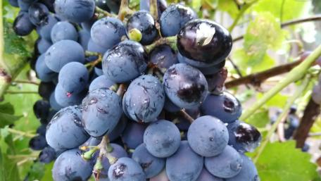 Red grapes wallpaper