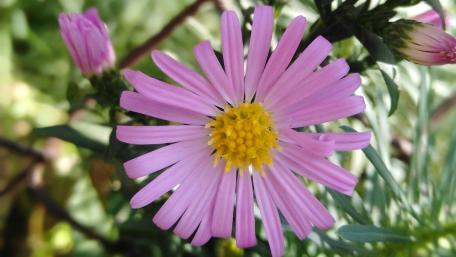 Delicate Pink Flower Blooming in Nature wallpaper