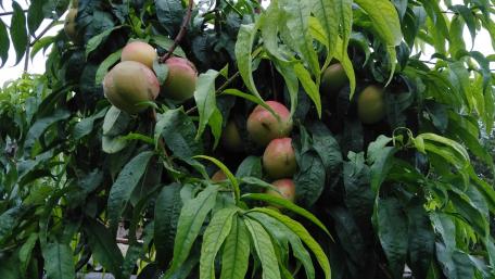 Fresh Peaches on a Lush Tree Branch wallpaper