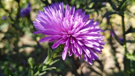 Vibrant Purple Flower Close-Up Beauty wallpaper