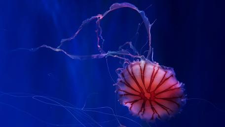 Jellyfish wallpaper