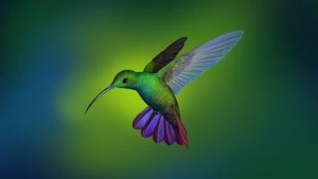 Hummingbird wallpaper