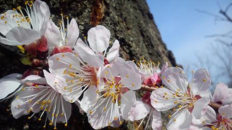 Delicate Blossom in Springtime Beauty wallpaper