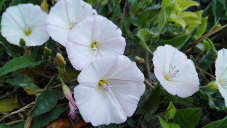 Delicate Pink Blossoms in Nature's Embrace wallpaper