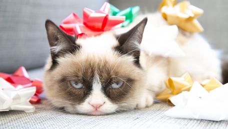 Grumpy cat wallpaper