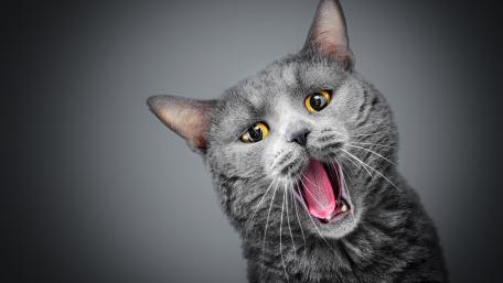 Yawning cat wallpaper