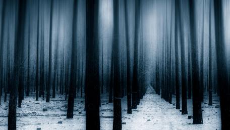 Dark forest wallpaper